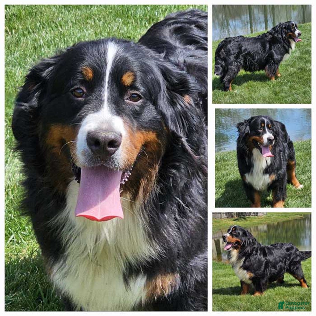 Mini Bernedoodle dogs for sale: Hickory - Ad 5