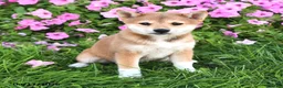 Shiba Inu dogs for sale: Kathyn - Ad 3