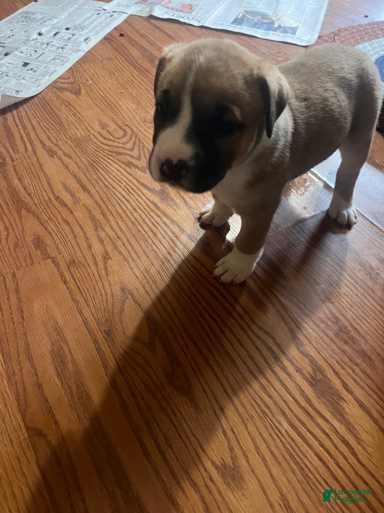 Mixed Breed dogs Mixed Breed 3 - Ad 1