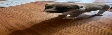 Mixed Breed 3