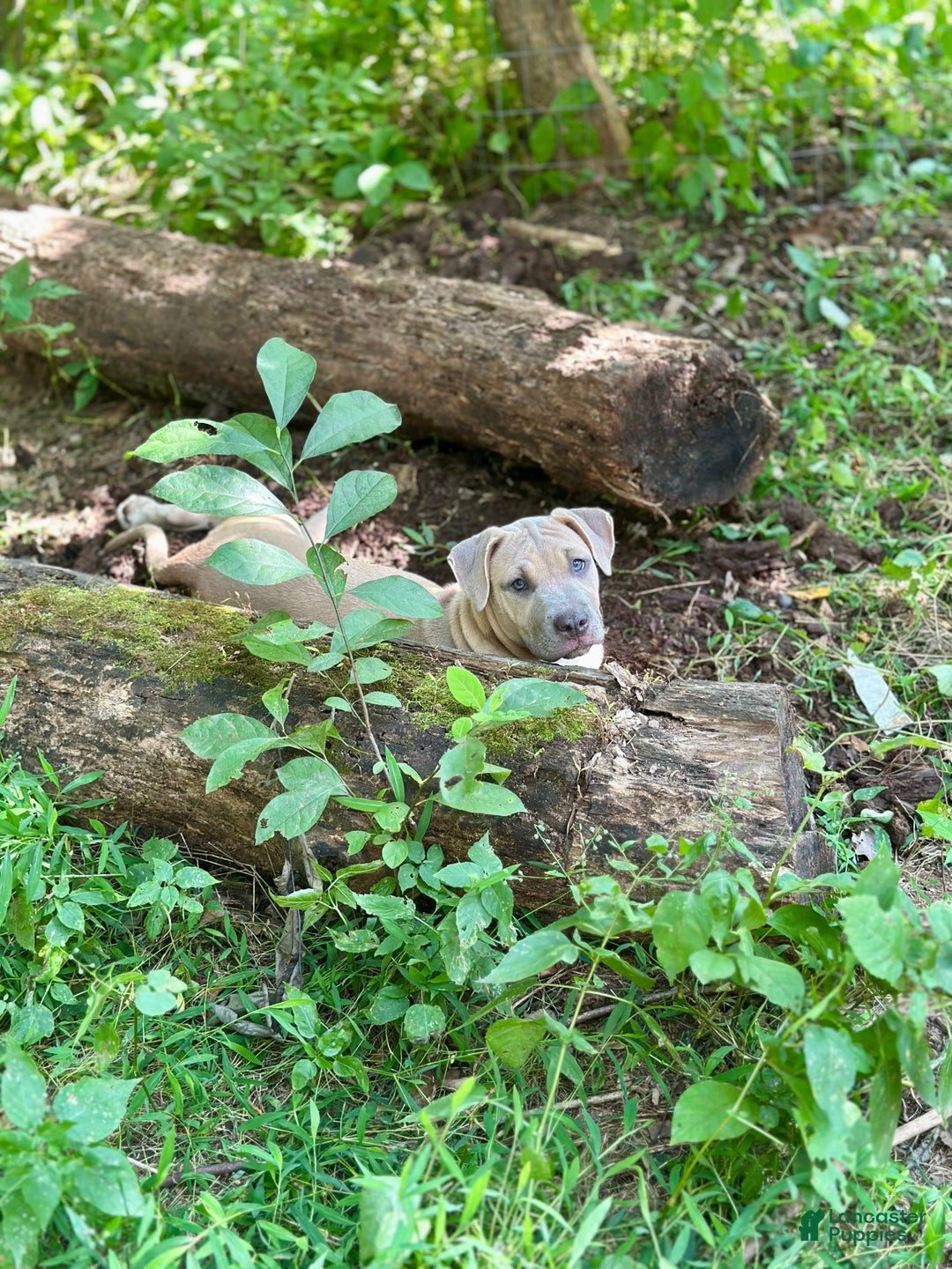 Mixed Breed dogs for sale: Whiley (Why-Lee) - Ad 5