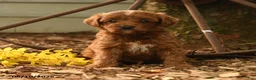 Goldendoodle dogs for sale: Chase - Ad 3
