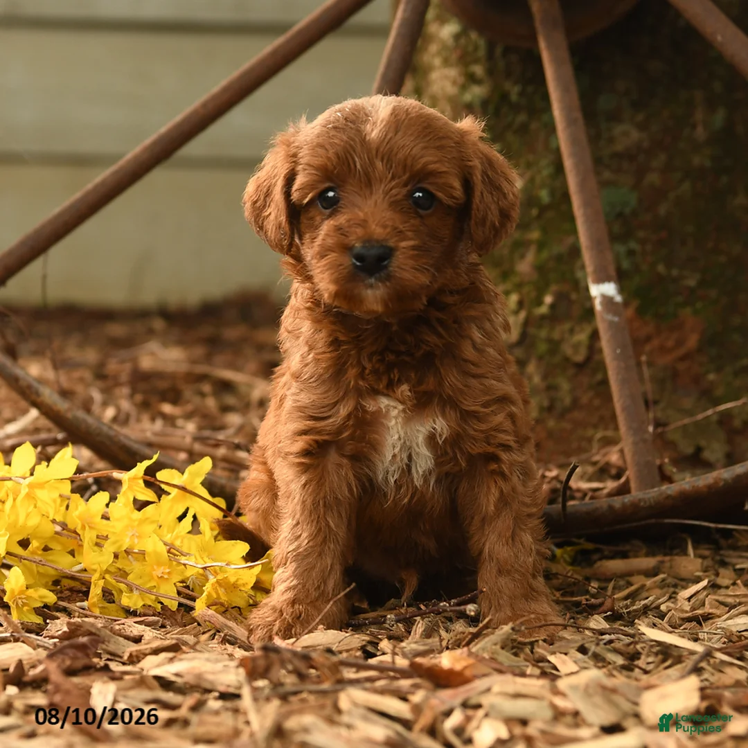 Goldendoodle dogs for sale: Chase - Ad 3