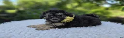 Miniature Poodle dogs for sale: Daffodil - Ad 2