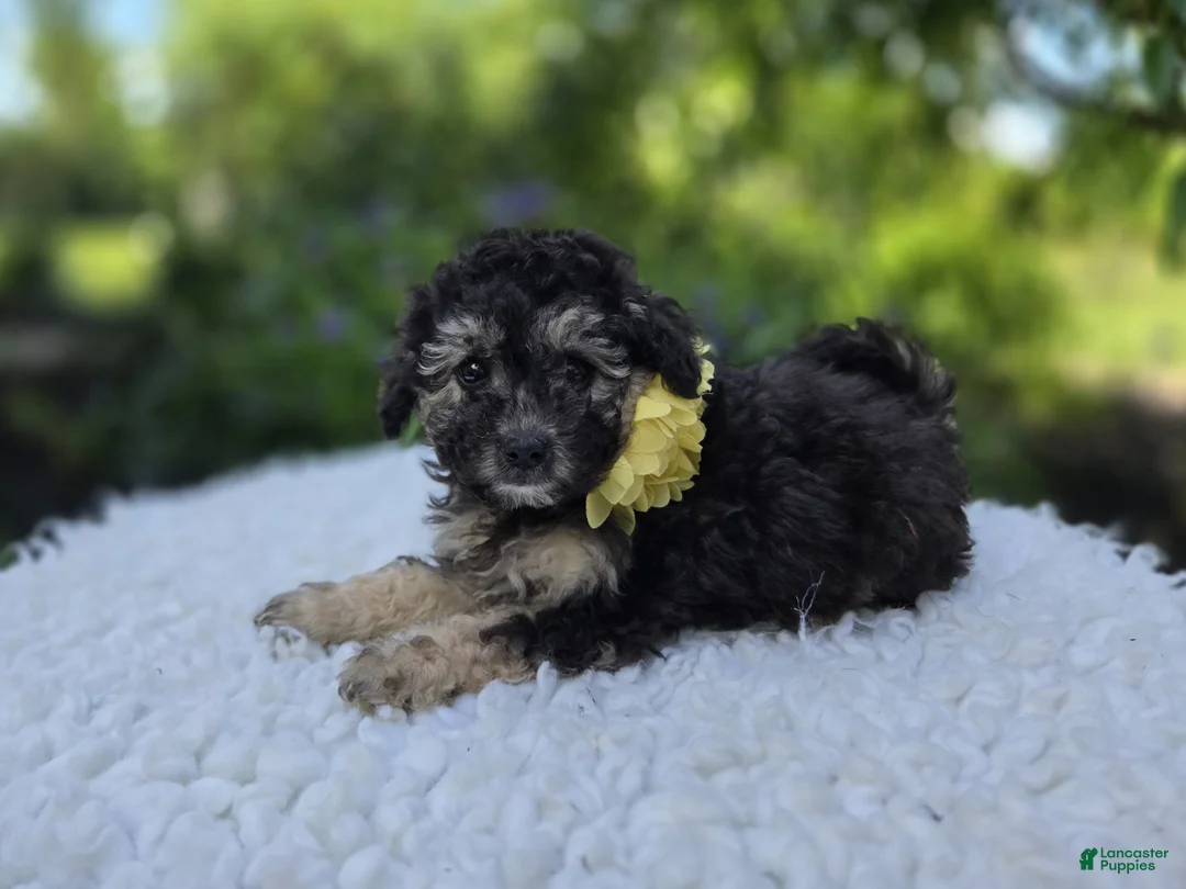 Miniature Poodle dogs for sale: Daffodil - Ad 2