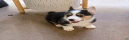 Welsh Corgi Pembroke dogs for sale: JJ - Ad 1