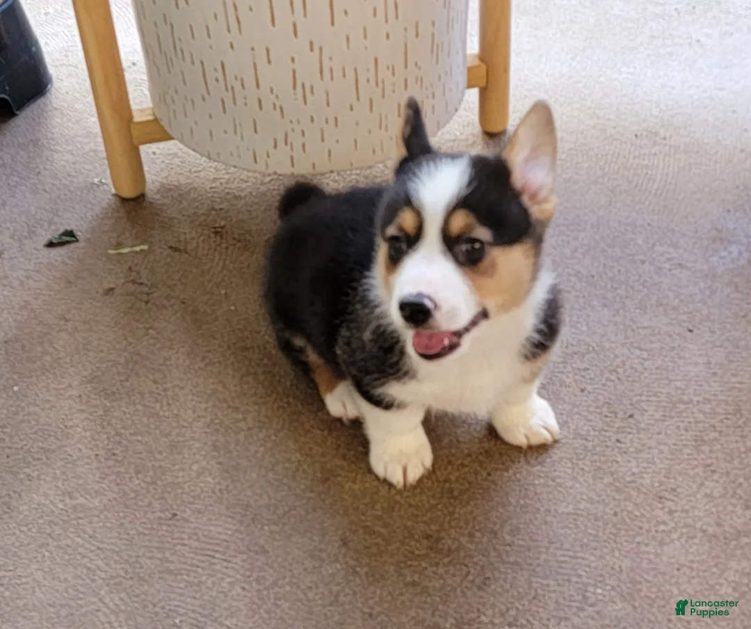 Welsh Corgi Pembroke dogs for sale: JJ - Ad 1
