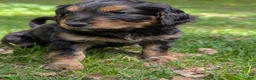 Mixed Breed dogs for sale: Winnie  - Ad 7