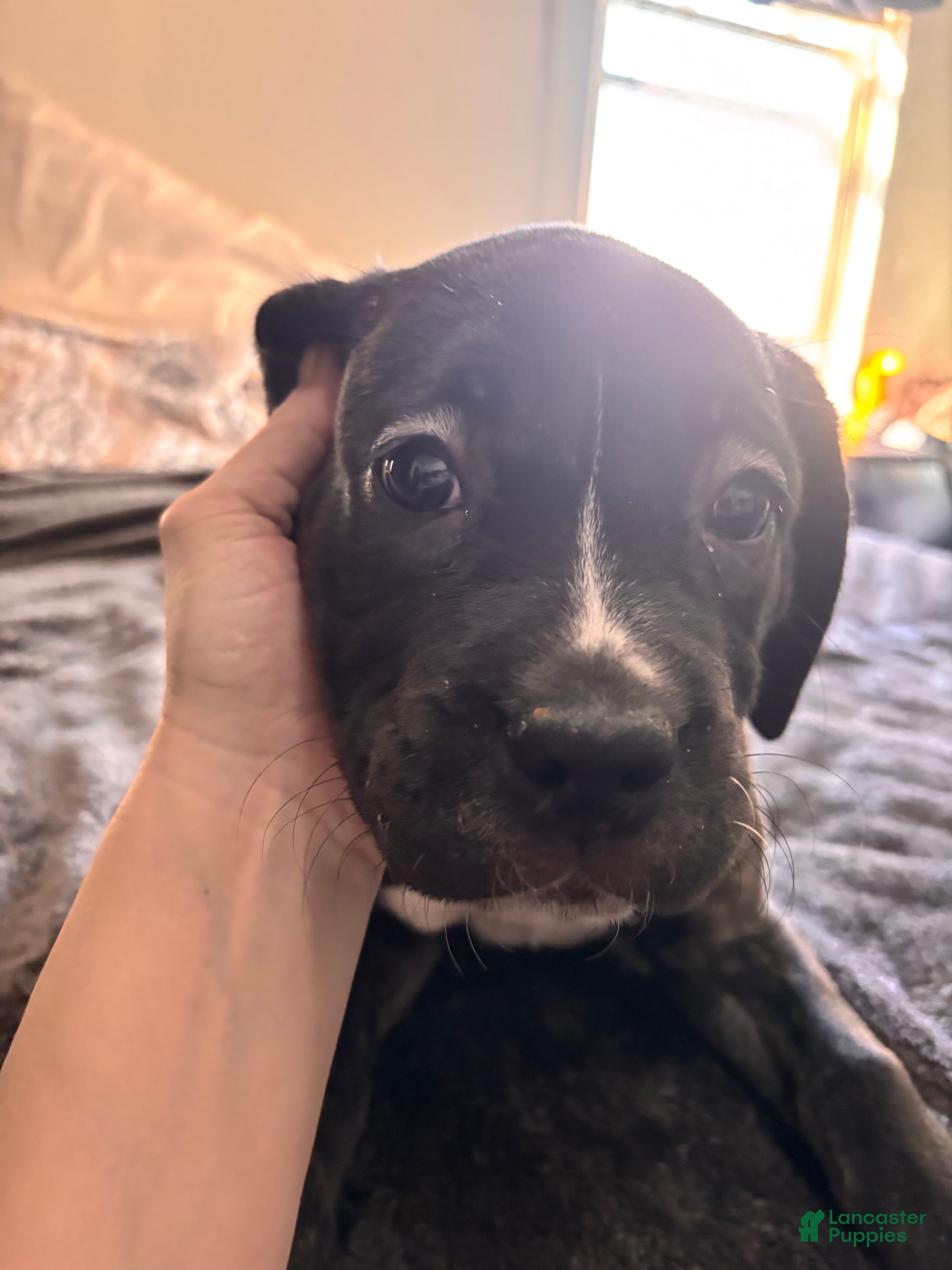 Cane Corso dogs Fancy - Ad 34