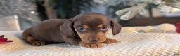 Miniature Dachshund dogs for sale: Iris - Ad 2