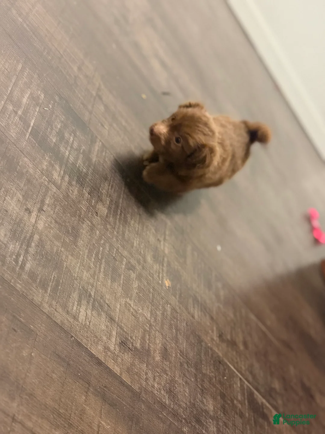 Chihuahua dogs for sale: Layla - Ad 2