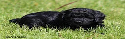 Miniature Poodle dogs for sale: Max - Ad 5