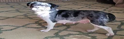 Mixed Breed dogs for sale: SALE! Mini Dolly Dimples - Ad 10