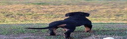 Rottweiler dogs for sale: Rottweiler Puppy 4 - Ad 6