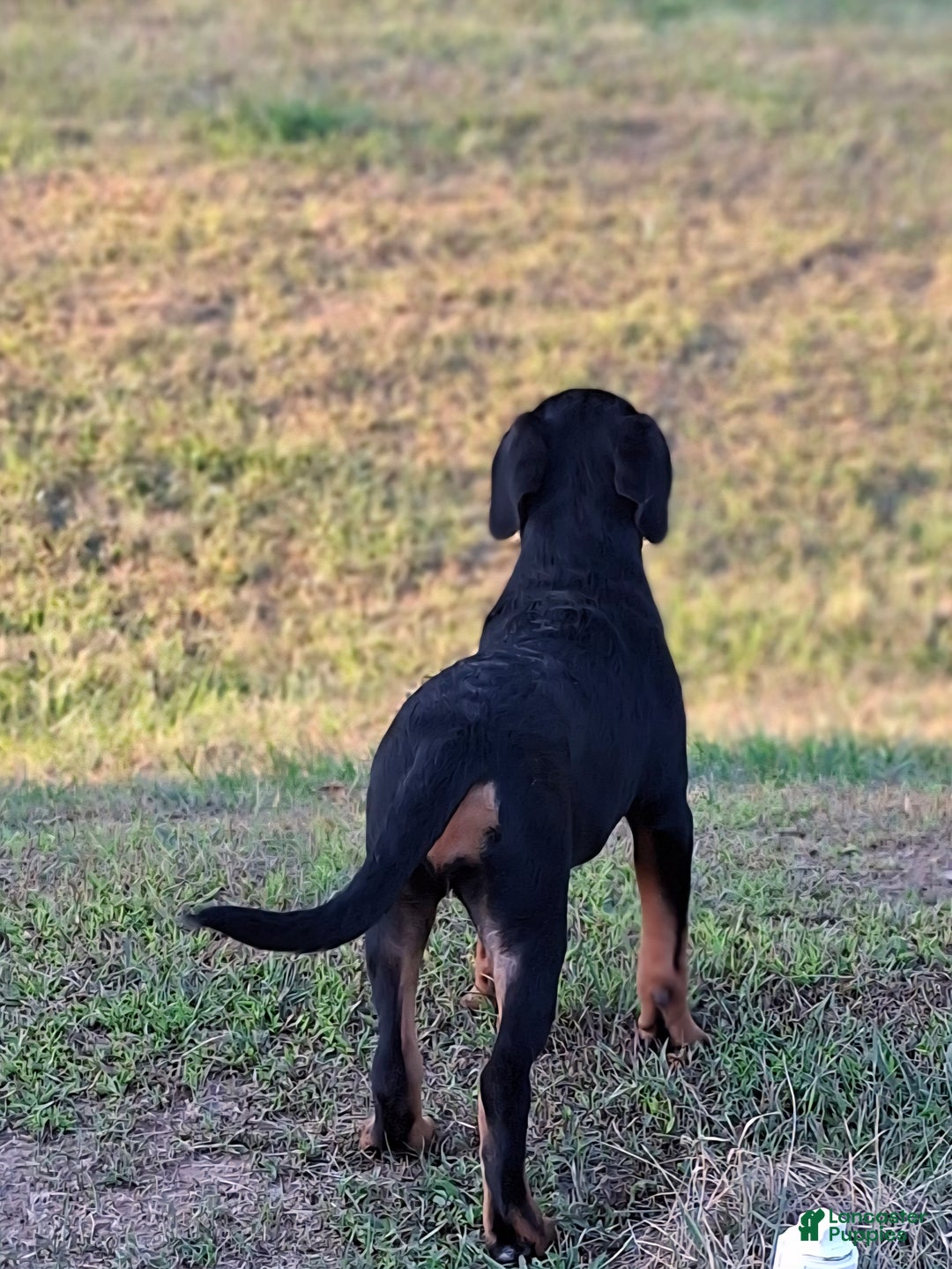 Rottweiler dogs for sale: Rottweiler Puppy 4 - Ad 6