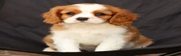 Cavalier King Charles Spaniel dogs for sale: Silas - Ad 7