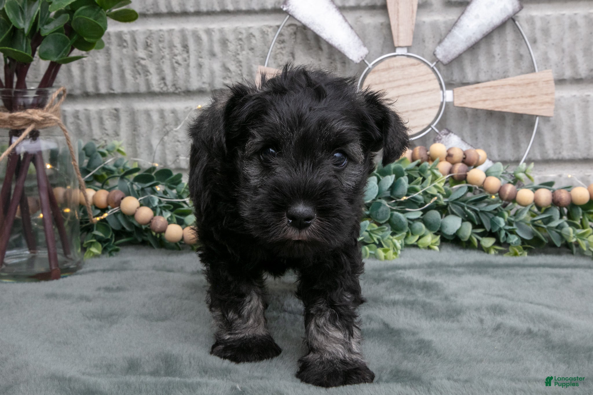 Miniature Schnauzer dogs Chase - Ad 38