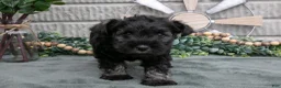Miniature Schnauzer dogs for sale: Chase - Ad 1