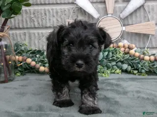 Miniature Schnauzer dogs Chase - Ad 42