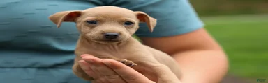 ARCHIE