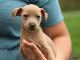 Miniature Pinscher dogs ARCHIE - Ad 2