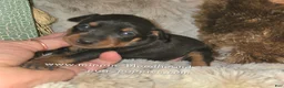 Miniature Pinscher dogs for sale: Cora black tan - Ad 4