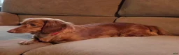 Miniature Dachshund dogs for sale: Hazel - Ad 8