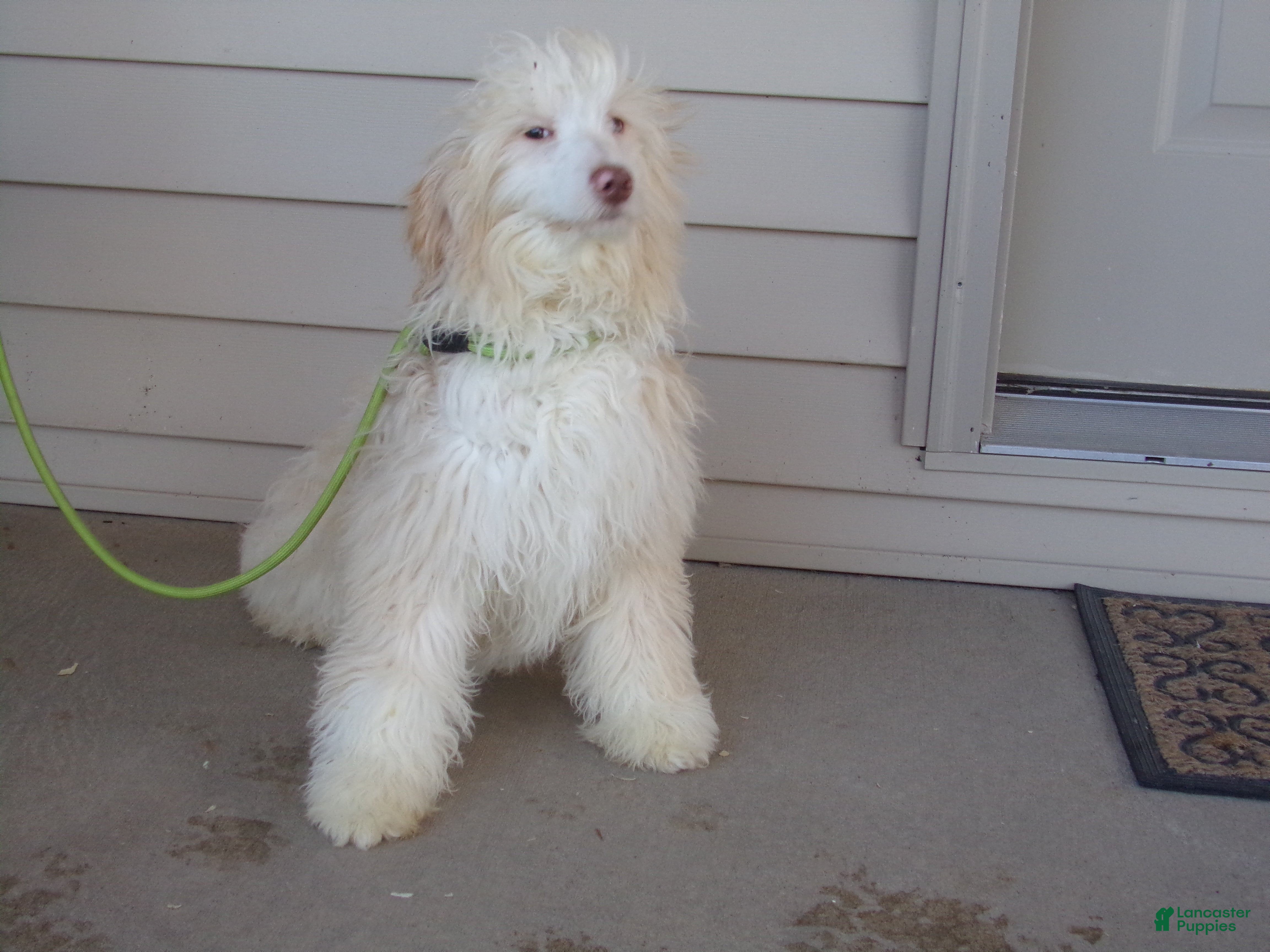 Aussiedoodle dogs Rena - Ad 2