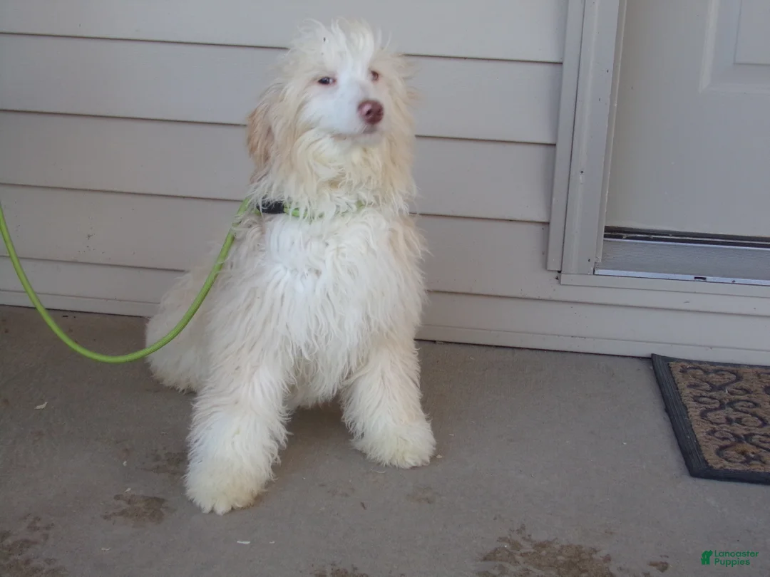 Aussiedoodle dogs for sale: Rena - Ad 2