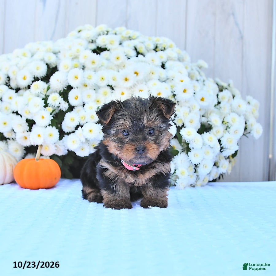 Yorkshire Terrier dogs for sale: Sadie - Ad 2