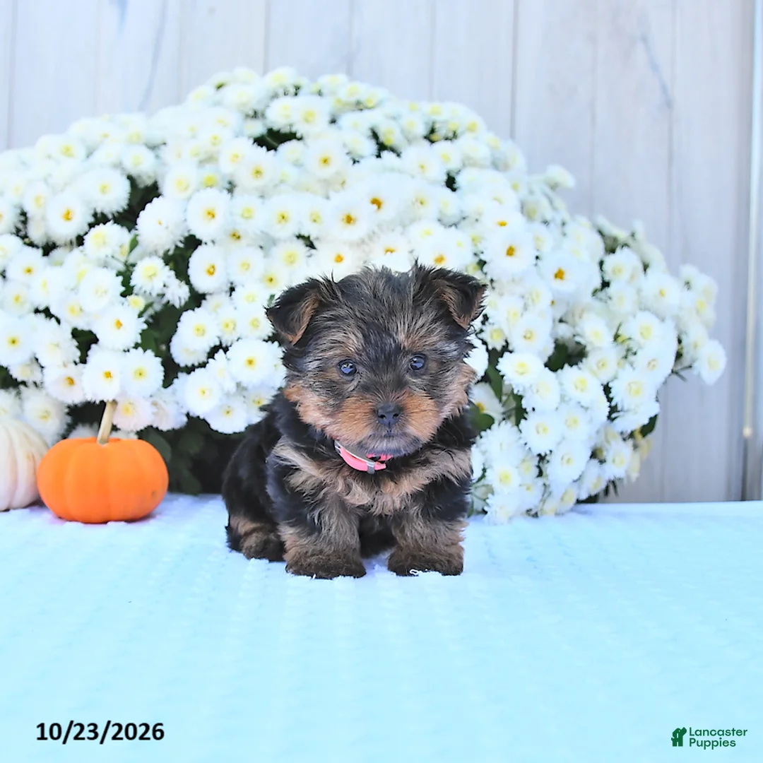 Yorkshire Terrier dogs for sale: Sadie - Ad 2