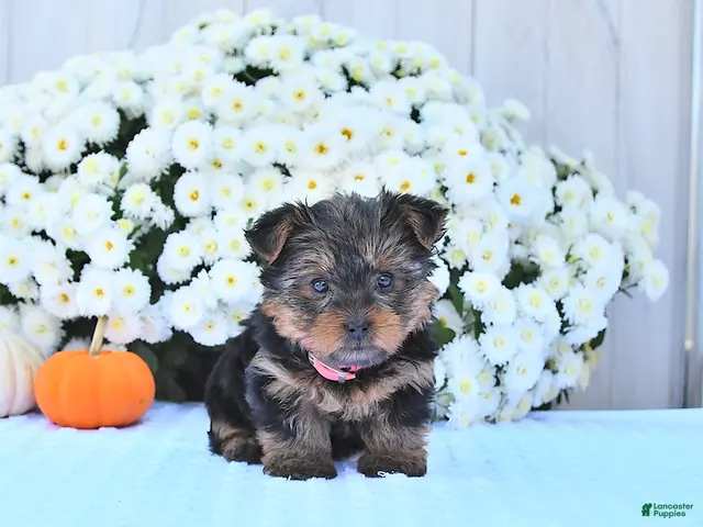Yorkshire Terrier dogs for sale: Sadie - Ad 2