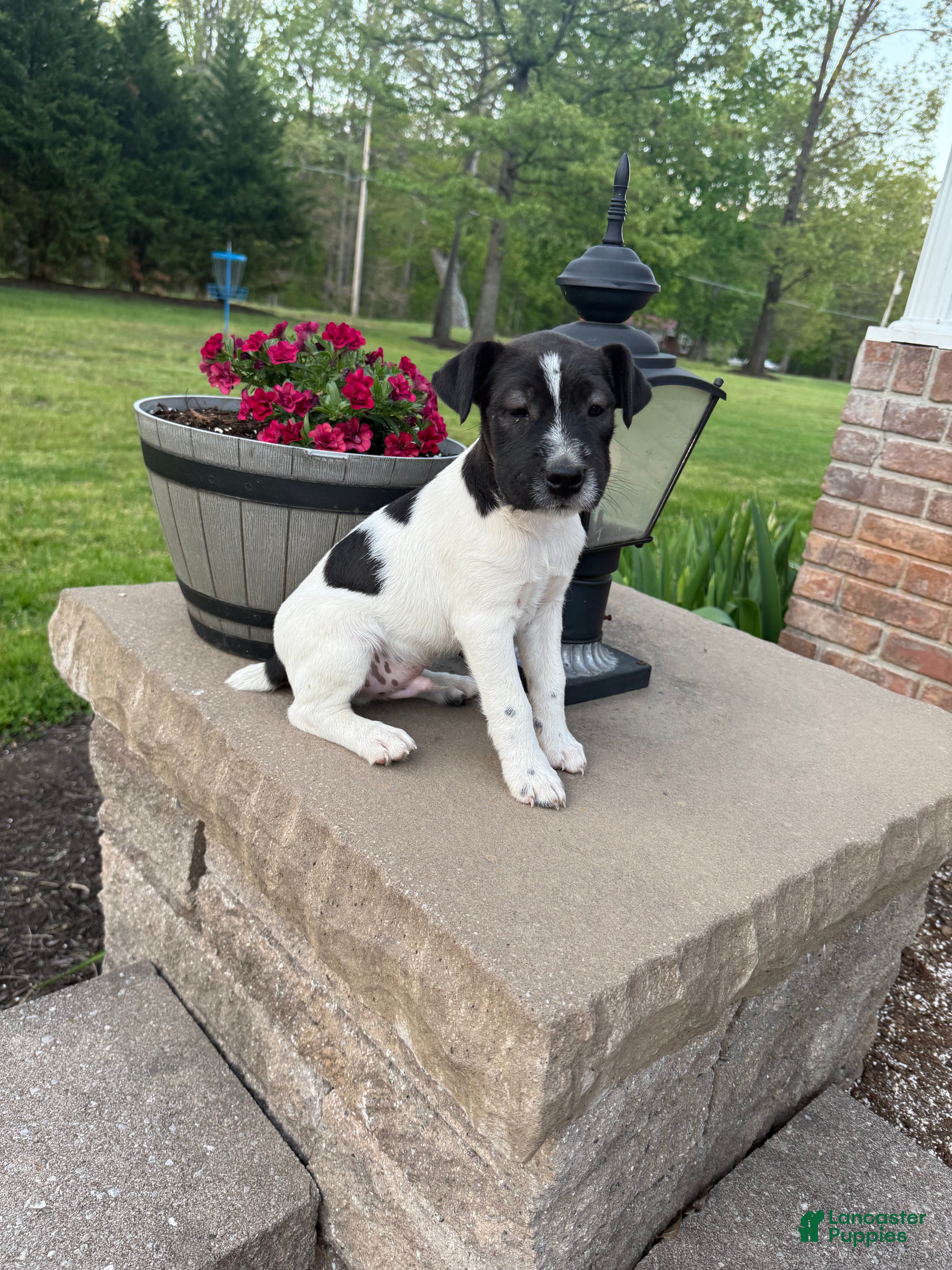 Jack Russell Terrier dogs Jrtca Rocky  - Ad 1