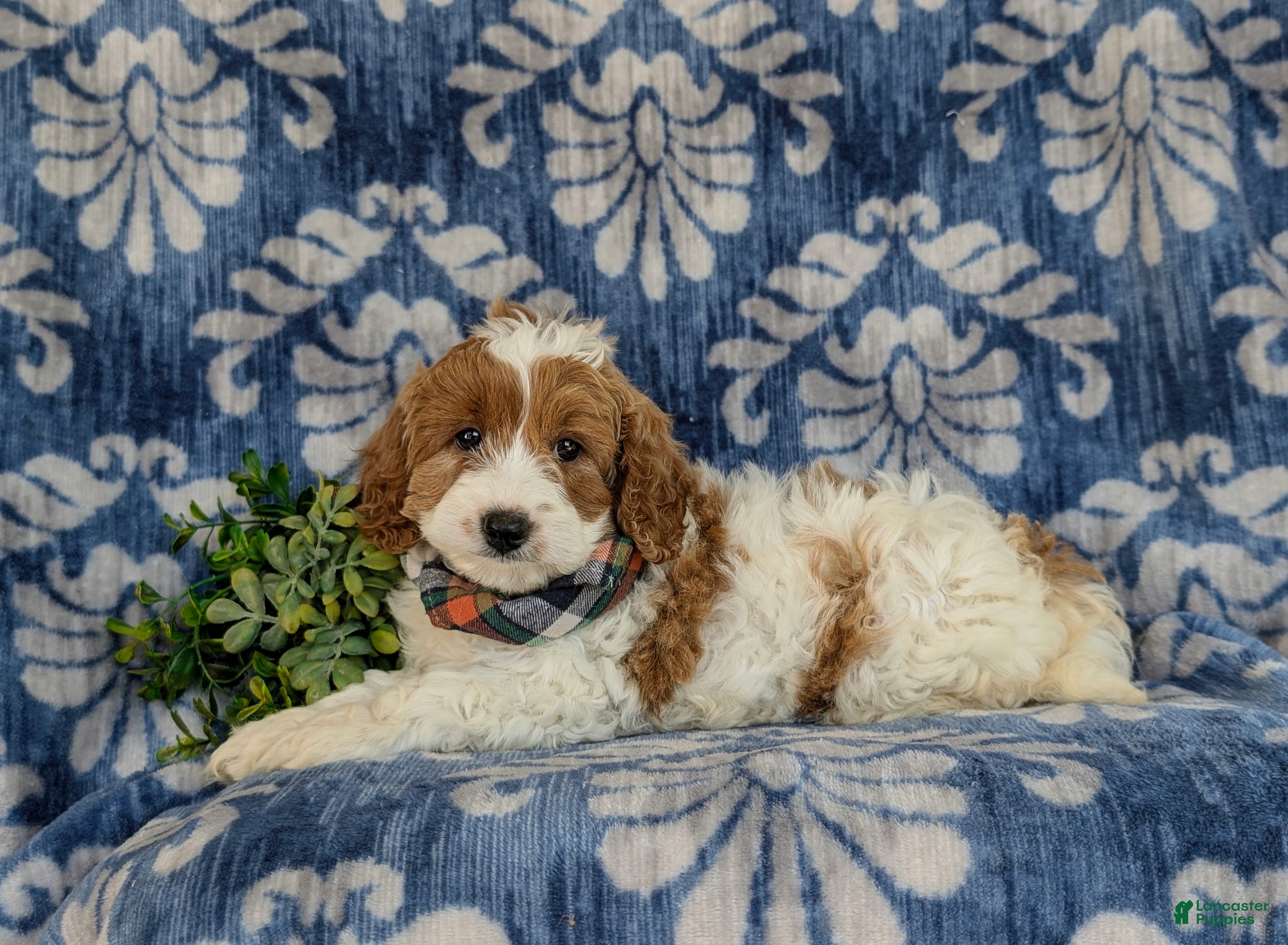 Cavapoo dogs for sale: Orlando Hypoallergenic - Ad 4