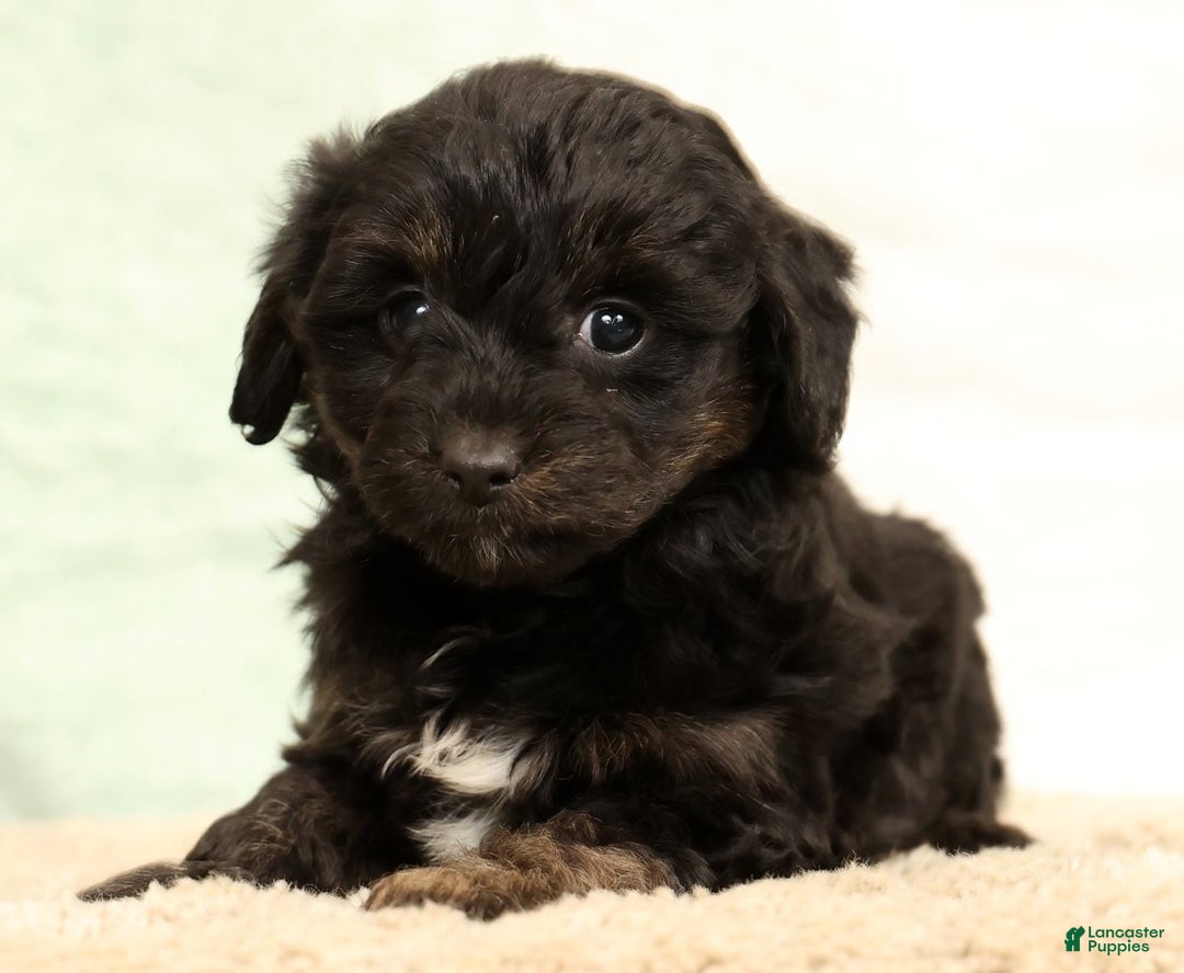 Mini Aussiedoodle dogs for sale: Sally - Ad 2
