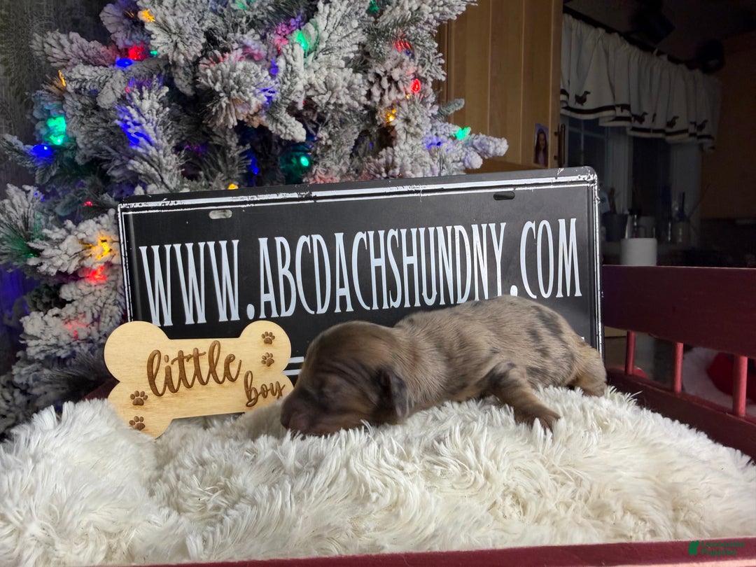 Miniature Dachshund dogs for sale: Cream dapple - Ad 7