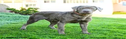 Labrador Retriever dogs for sale: Ethan - Ad 1