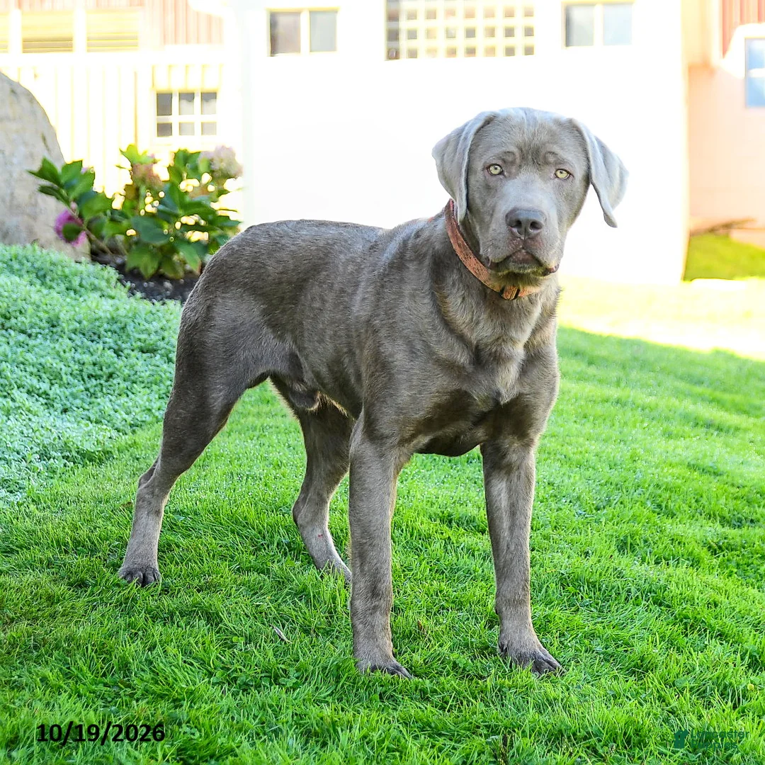 Labrador Retriever dogs for sale: Ethan - Ad 1