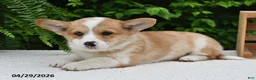 Welsh Corgi Pembroke dogs for sale: Cheri - Ad 4