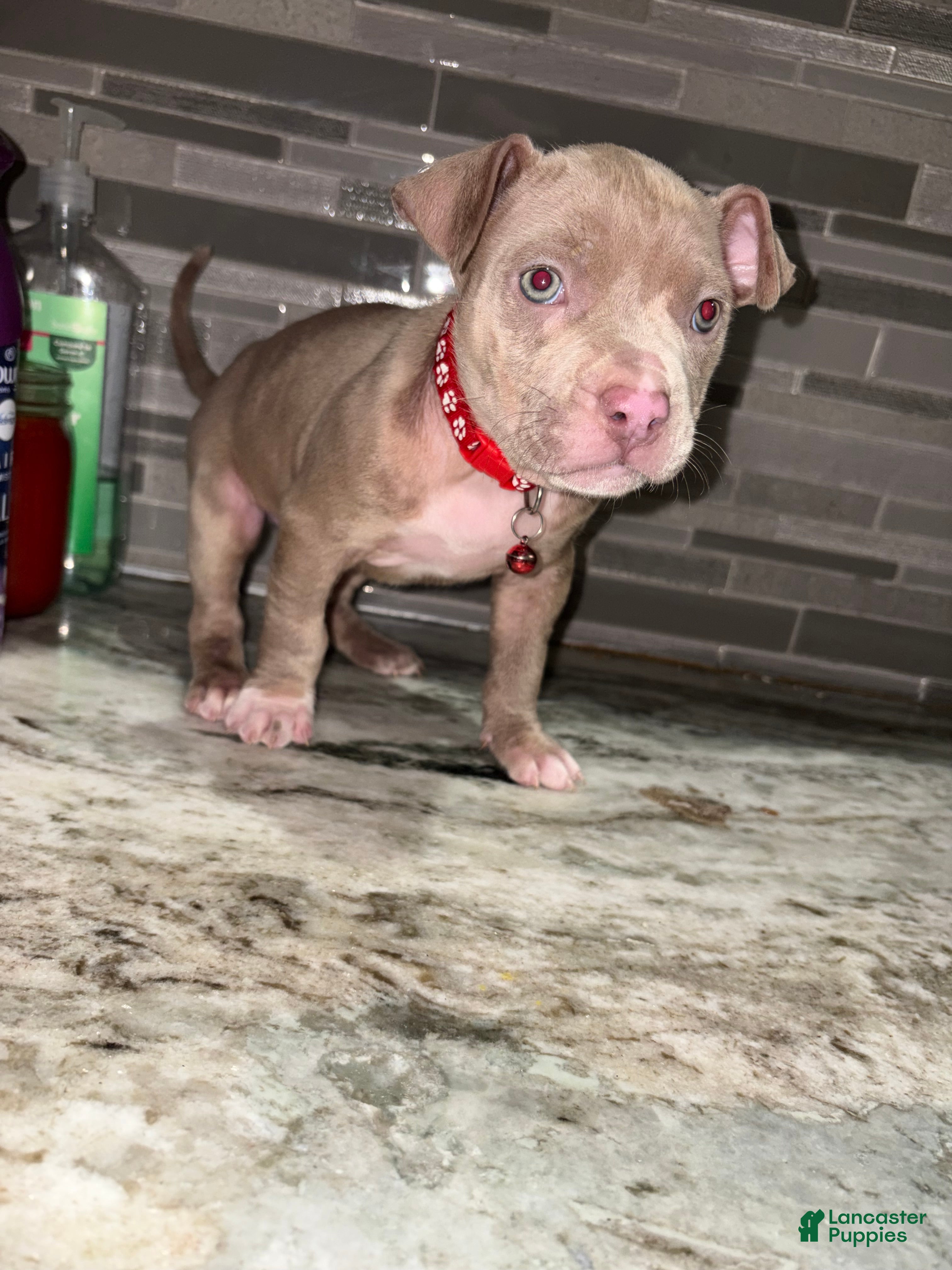 American Pit Bull Terrier dogs Dolly  - Ad 2