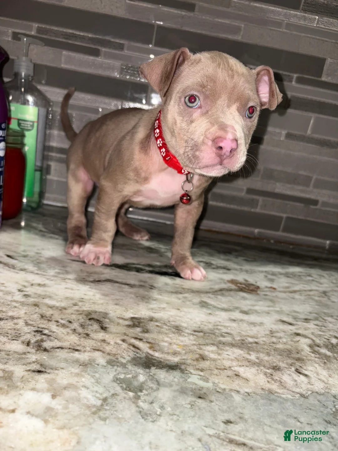 American Pit Bull Terrier dogs for sale: Dolly  - Ad 2