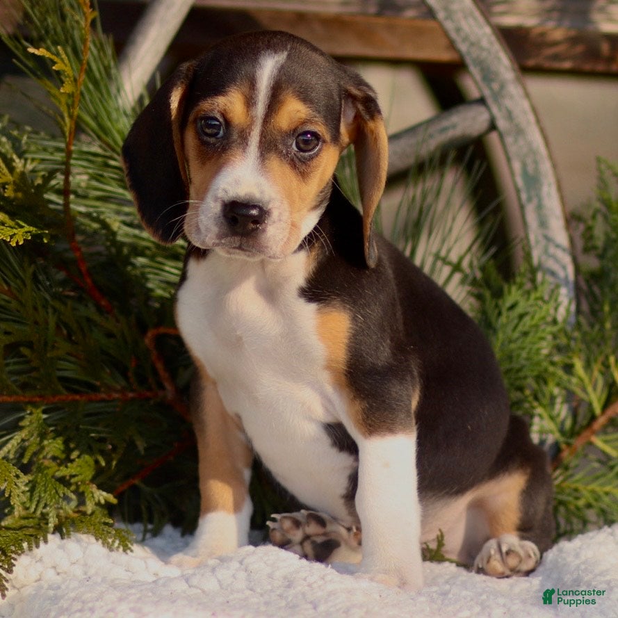 Beagle dogs London - Ad 21