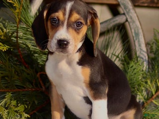 Beagle dogs London - Ad 21