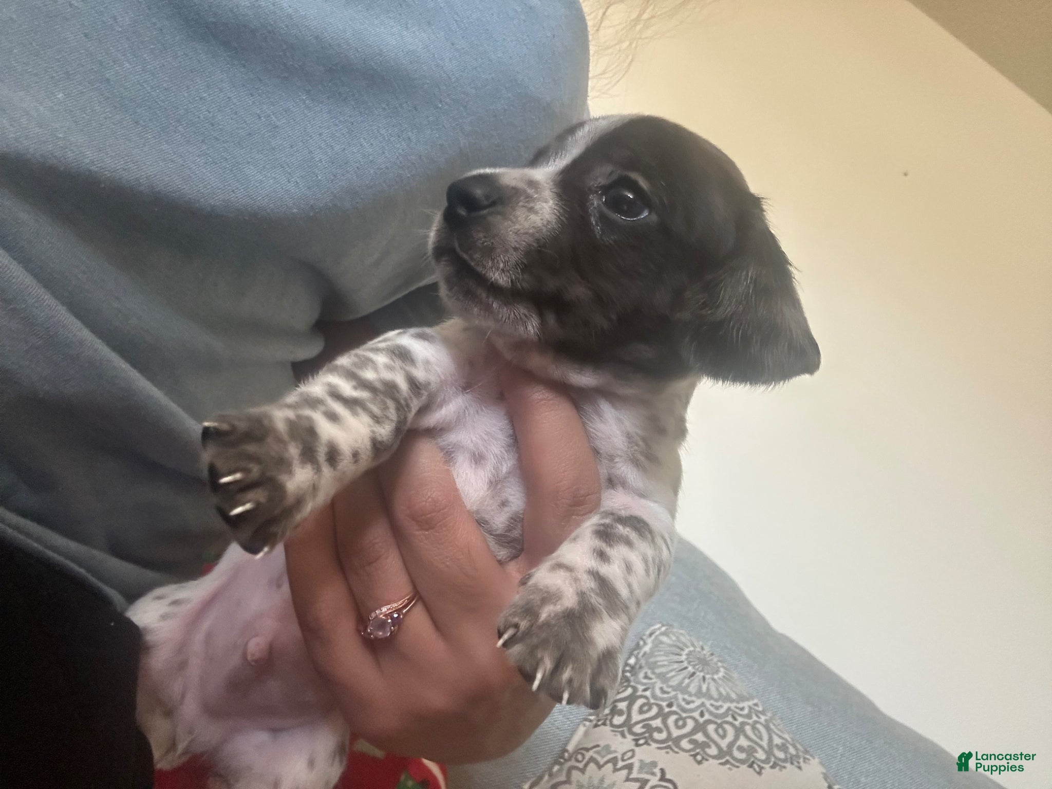 Miniature Dachshund dogs Miniature Dachshund Puppy 1 - Ad 10