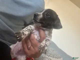 Miniature Dachshund dogs Miniature Dachshund Puppy 1 - Ad 10