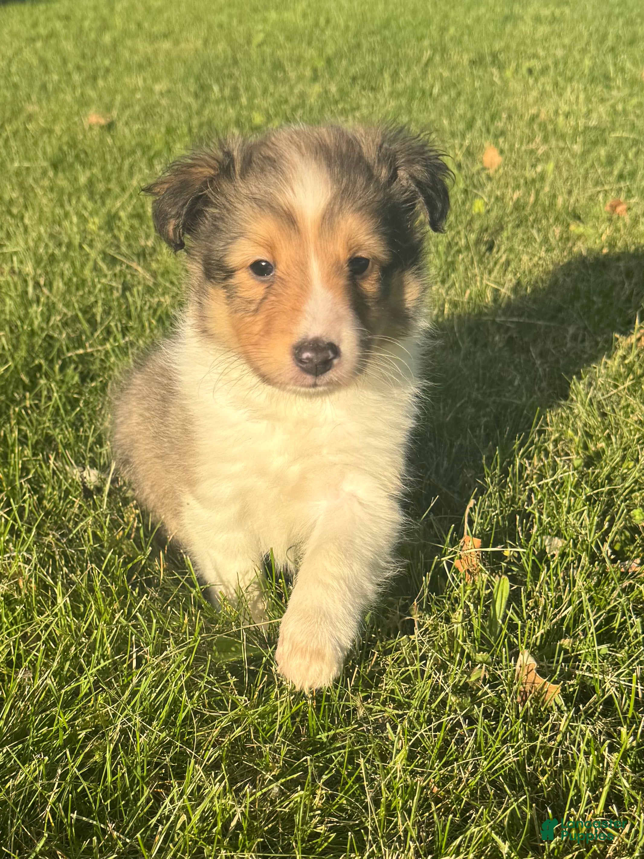 Shetland Sheepdog dogs Thunder aka Chunkers  - Ad 22