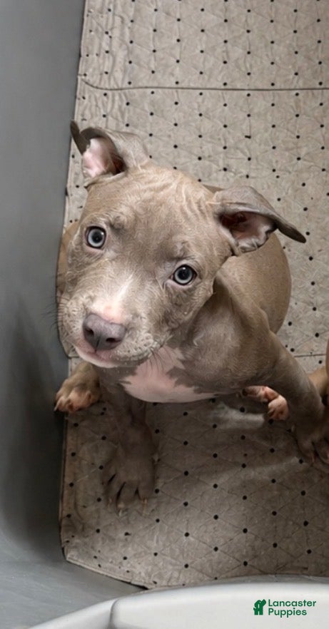 American Pit Bull Terrier dogs American Pit Bull Terrier 4 - Ad 19