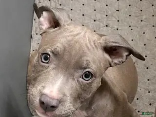American Pit Bull Terrier dogs American Pit Bull Terrier 4 - Ad 8