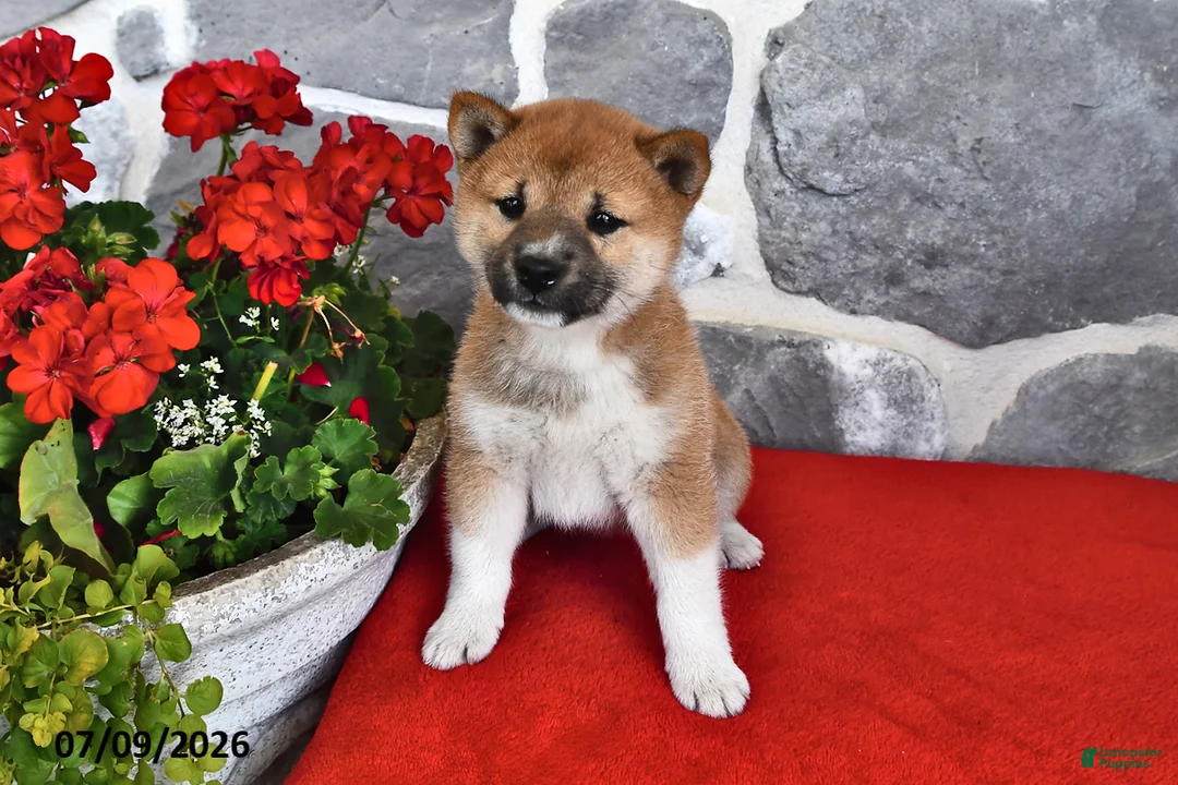 Shiba Inu dogs for sale: Maggie - Ad 1
