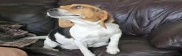 Puggle dogs for sale: Sky - Ad 5